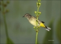 Florida;Southeast-USA;Palm-Warbler;Warbler;Dendroica-palmarum;one-animal;close-u